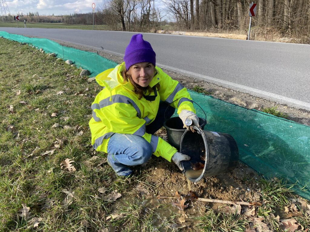 Amphibienretterin Sabine Schmid-Zeller überprüft die Eimer, in denen die Tiere gesammelt werden